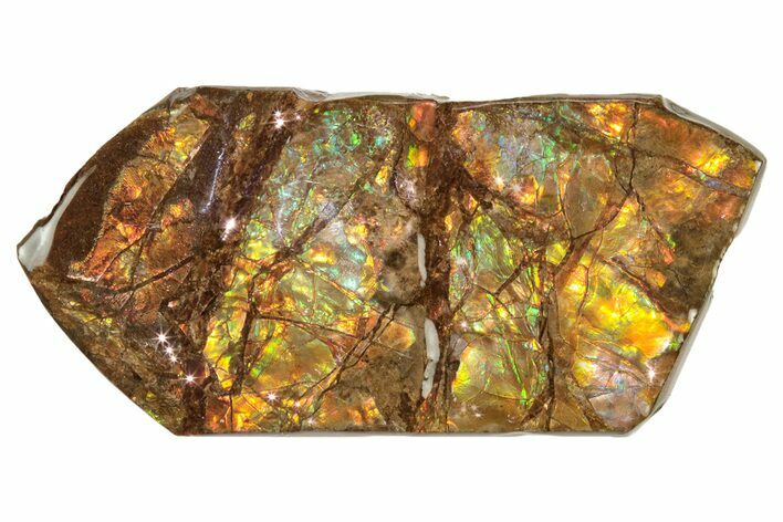 Iridescent Ammolite (Fossil Ammonite Shell) - Rainbow Colored #243036